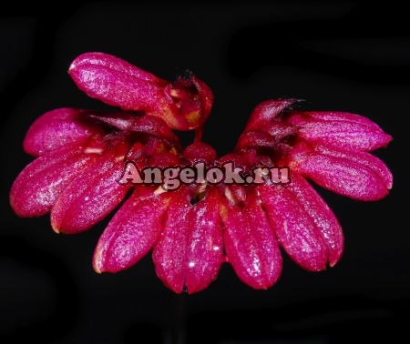 Бульбофиллум венчиконосный (Bulbophyllum corolliferum)