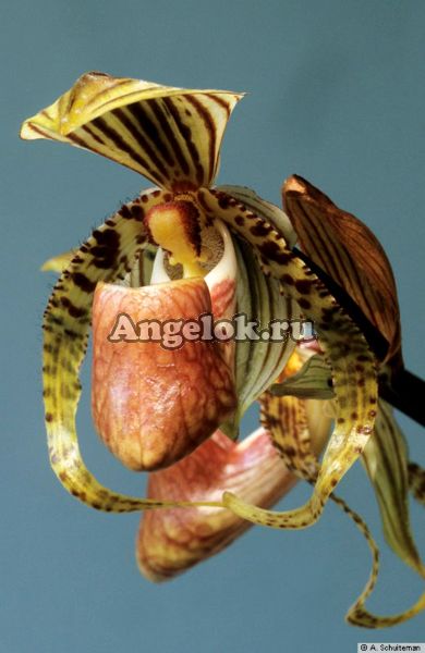 фото Пафиопедилум (Paphiopedilum supardii) от магазина магазина орхидей Ангелок