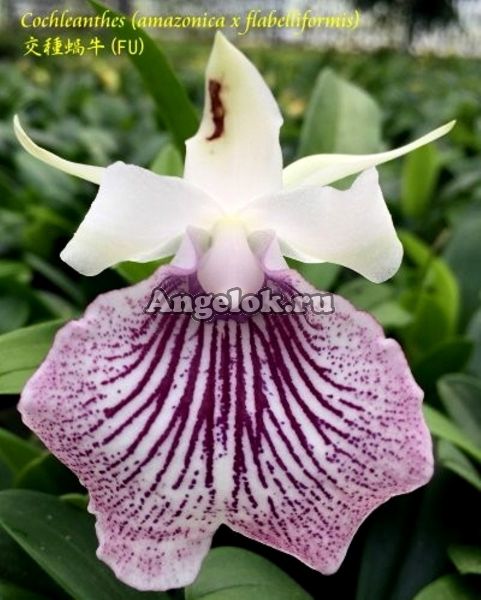 фото Кохлеантес (Cochlezella Amazing) Тайвань от магазина магазина орхидей Ангелок