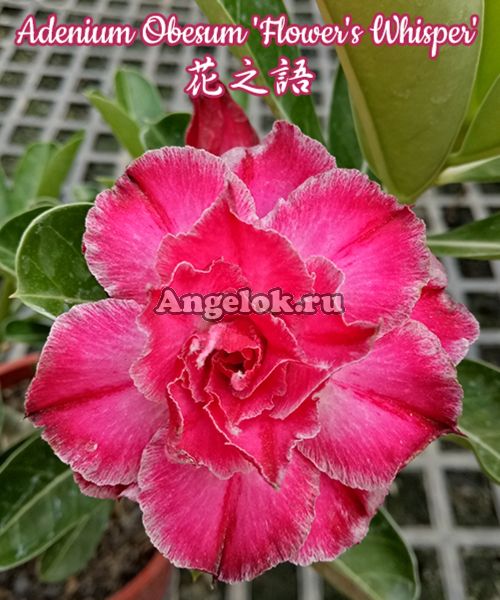 фото Адениум (Adenium obesum Flower's Whisper) от магазина магазина орхидей Ангелок