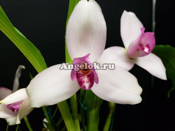 фото Ликаста Скиннера (Lycaste skinneri) от магазина магазина орхидей Ангелок