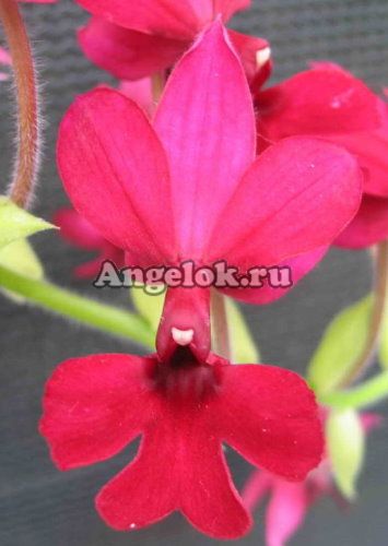 фото Каланта (Calanthe rubens) от магазина магазина орхидей Ангелок
