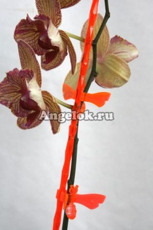 Опора пластиковая для орхидей Диамант оранжевая
