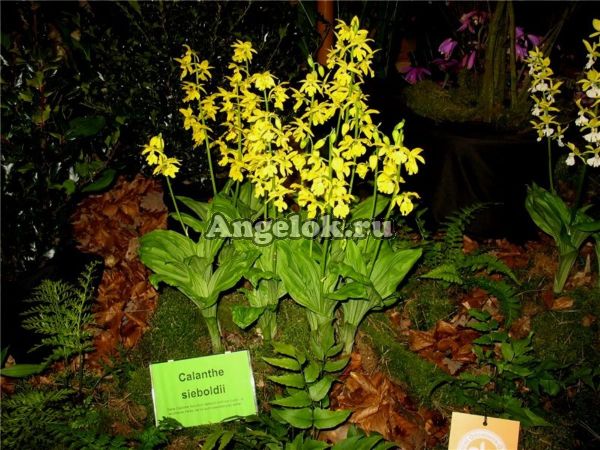 фото Каланта Зибольда (Calanthe sieboldii) от магазина магазина орхидей Ангелок