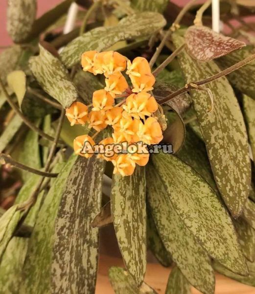 фото Хойя Сигиллатис (Hoya sigillatis) черенок от магазина магазина орхидей Ангелок