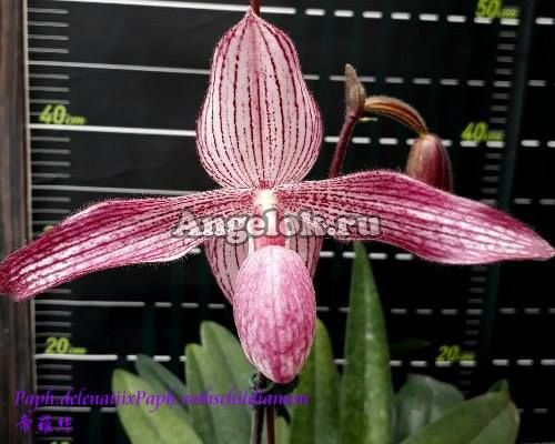 фото Пафиопедилум (Paph. delenatii × Paph. rothschildianum) от магазина магазина орхидей Ангелок