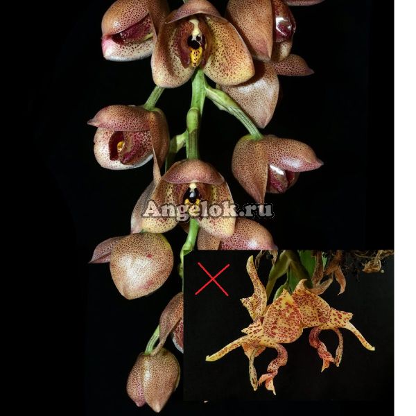 Гибрид (Stanophea guttulata x Acineta superba)